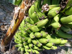 Los plátanos verdes son ideales para hacer galletas y bizcohos para celíacos ya que no contiene gluten. EL INFORMADOR / ARCHIVO