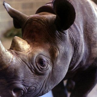 Mueren mil 215 rinocerontes por la caza ilegal en Sudáfrica