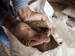 Jalisco es el mayor estado productor de la semilla en el país. EL INFORMADOR / ARCHIVO
