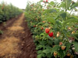 En el caso de los berries (frambuesa, zarzamora, arándano y fresa), explican que se siembran alrededor de cuatro mil hectáreas. EL INFORMADOR / ARCHIVO
