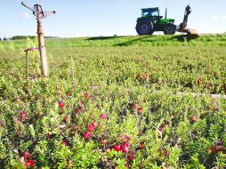 El arándano mejora el funcionamiento de las vías urinarias, ya que previene las infecciones y evita que las bacterias proliferen. EL INFORMADOR / ARCHIVO