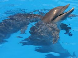 El artículo establece que ningún ejemplar podrá ser sujeto de aprovechamiento extractivo. EFE / ARCHIVO