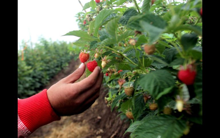 Como parte de este trabajo, 15 empresas productoras de berries conforman un consorcio para exportar a China zarzamora y frambuesa. EL INFORMADOR / ARCHIVO