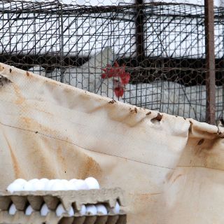 Reportan primer caso de gripe aviar H7N9 en Canadá