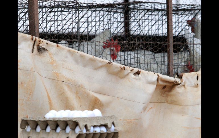 Esta cepa ha enfermado a 500 personas en China desde 2013. EL INFORMADOR / ARCHIVO