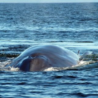 Científicos rastrearán ballenas azules con sonoboyas en la Antártida