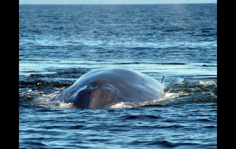 Los científicos viajarán seis semanas para llegar a las Islas Balleny, en el océano antártico, donde estudiarán estas ballenas. EFE / ARCHIVO
