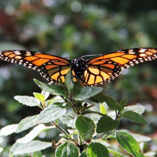 Mariposas Monarca, la migración más espectacular del planeta