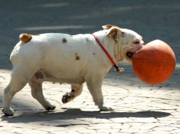Los animales en situación de calle y los que no tienen el mismo problema de alimento. NTX / ARCHIVO