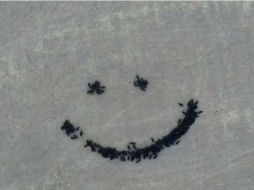 En menos de 10 minutos, Derek muestra que sus vacas son capaces de dibujar una cara feliz. YOUTUBE / Farmer Derek Klingenberg