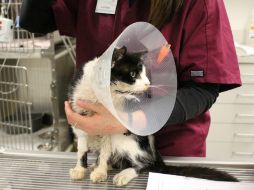 Bart el gato se recuperará en seis semanas y volverá a casa con su dueña. AP / D. Ho