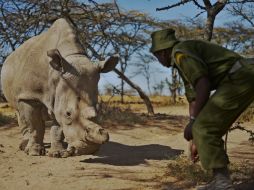 Los científicos y conservacionistas recolectarán óvulos de las hembras supervivientes para almacenarlos. AFP / T. Karumba