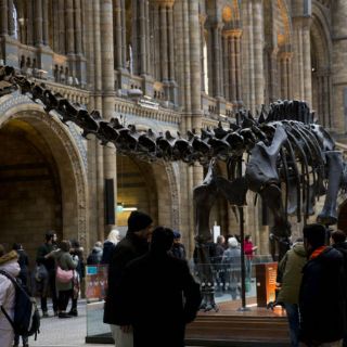 Gran ballena dominará entrada del Museo Natural de Historia de Londres