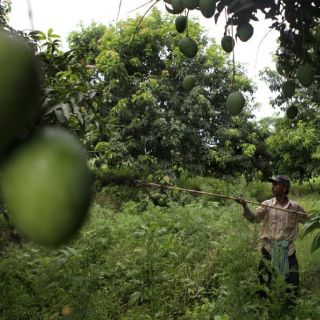 Certifican primer biofungicida mexicano