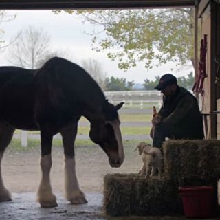 Los 10 comerciales del Super Bowl que dejarán impresión