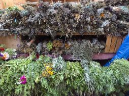 Existen 25 mil plantas medicinales en el mundo y cinco mil en México. EL INFORMADOR / ARCHIVO