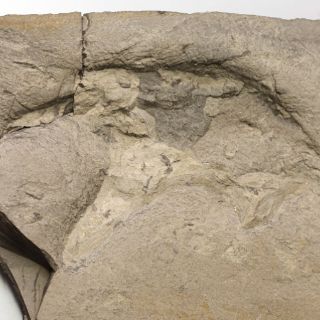 Estudian crecimiento de dinosaurios saurópodos en España