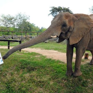 El Zoo de Miami inaugura una muestra de pinturas hechas por animales
