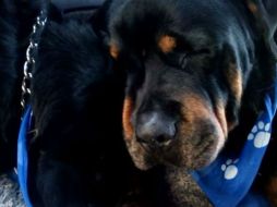 Brutus se recostó junto al cuerpo de su hermano aún cuando su dueño le ordenaba que se levantara. YOUTUBE / brettvett1