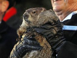Los encargados de Phil no esperan a ver si la marmota mira su sombra, como probablemente no ocurriría en un día nublado. EFE / D. Maxwell
