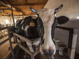 La leche de vaca ayuda al fortalecimiento de los músculos. EL INFORMADOR / ARCHIVO