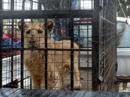 El león, de siete meses llamado 'Simba', será llevado al zoológico La Pastora. NTX / J. Pérez
