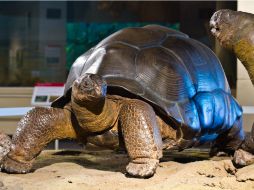 Son referidas como las tortugas más grandes y longevas del mundo, llegan a vivir más de 100 años. NTX / ESPECIAL