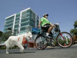 Los servicios serán mayormente gratuitos, indica la ONG Can. EL INFORMADOR / ARCHIVO