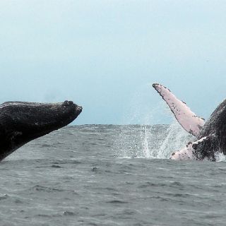 Avistamiento de ballenas, experiencia fascinante en México