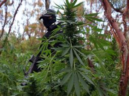 Uruguay es el primer país de Sudamérica en autorizar el cultivo de la planta para uso industrial. NTX / ARCHIVO