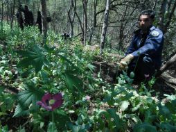 Enfretamientos entre bandas por el control de plantíos de amapola en Guerrero ha propiciado éxodo de desplazados. NTX / ARCHIVO