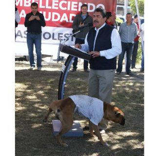 Yeison el perro ya tiene página de Facebook