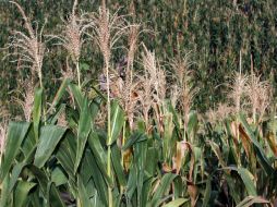 Proponen el redescubrimiento de la milpa como un sistema de cultivo orgánico. EL INFORMADOR / ARCHIVO