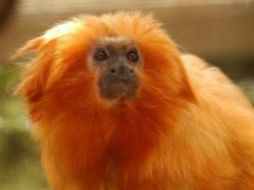 El tití león dorado, es una especie del tamaño de una ardilla originaria de Brasil. ESPECIAL / bristolzoo.org.uk