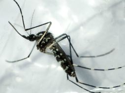 El virus chikungunya es transmitido por el mismo mosco que porta el virus del dengue. EFE / ARCHIVO