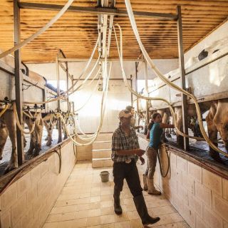 Jalisco, líder en producción de leche del país