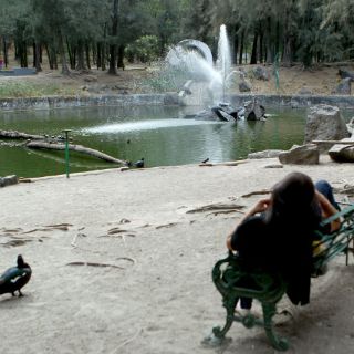 Suspendido, plan de rescate en Colomos