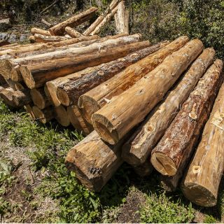 La Profepa asegura dos mil 634 metros cúbicos de madera en Colima