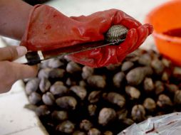 Miles de mariscos contaminados por microalgas tóxicas. EL INFORMADOR / ARCHIVO