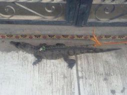 El cocodrilo se encuentra ahora bajo resguardo de los brigadistas. ESPECIAL / Bomberos de Tlajomulco