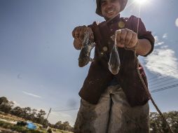 El alumno comentó que la inciativa surge tras analizar el manejo rústico y tradicional que se realiza aún en la región. EL INFORMADOR / ARCHIVO