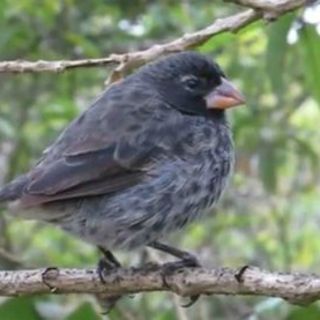 Científicos identifican un gen de los pinzones de Darwin