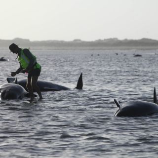 Reflotan a 198 ballenas que estaban varadas en Nueva Zelanda