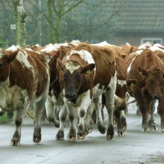Canadá confirma primer caso de 'vaca loca' desde 2011