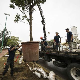 En Tlaquepaque, comienza trasplante de palmeras de Revolución