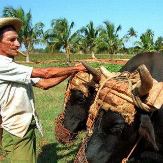 Flexibiliza EU restricciones a importaciones de empresarios cubanos