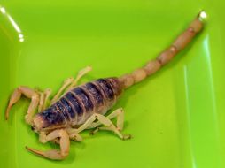 El arácnido se habría colado en el equipaje de mano de uno de los pasajeros. AFP / ARCHIVO