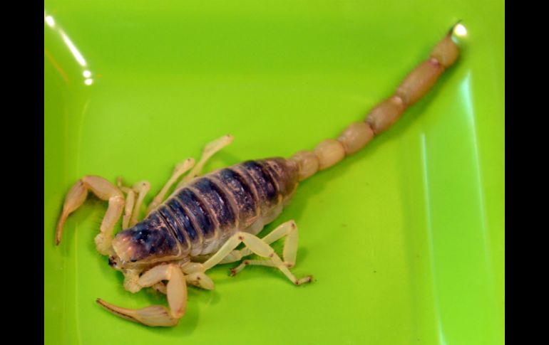 El arácnido se habría colado en el equipaje de mano de uno de los pasajeros. AFP / ARCHIVO