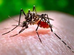 El mosquito Aedes aegypti es el encargado de propagar enfermedades como Chikungunya. AP / ARCHIVO