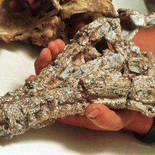 Fósil almacenado en museo es una nueva especie de ictiosauro